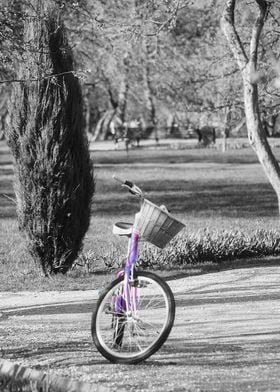Bicycle in Summer Garden