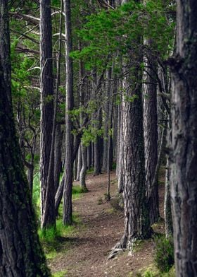 Forest in Scotland