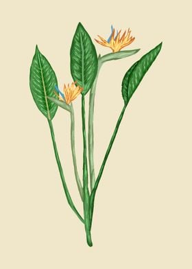 Strelitzia Botanical Art