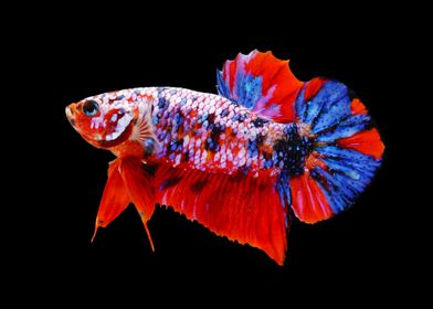 Red Koi Galaxy Betta Fish