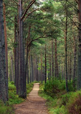 Forest in Scotland