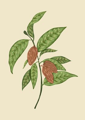 Cocoa Botanical Art