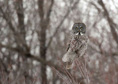 Perched Right