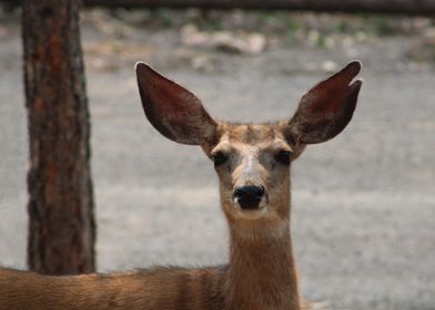 Attentive Deer
