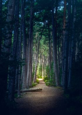 Forest in Scotland