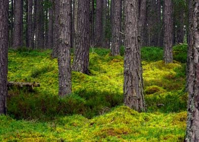 Forest in Scotland