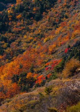 Colorful trees