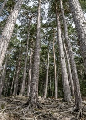 Forest in Scotland