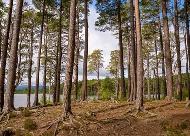 Forest in Scotland