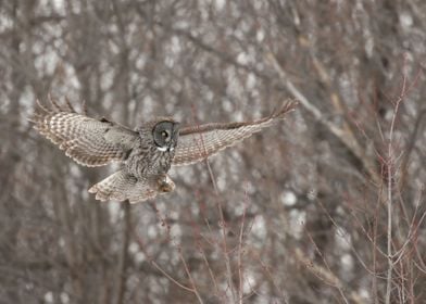 Prepare landing gear