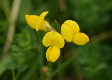 Yellow flower