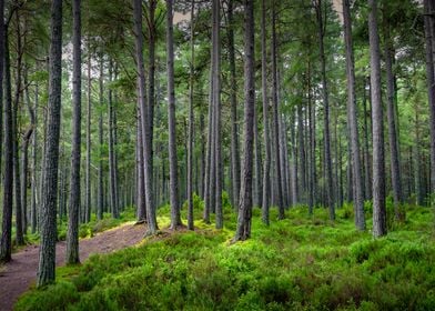 Forest in Scotland