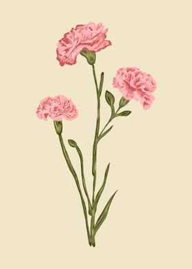 Carnation Botanical Art