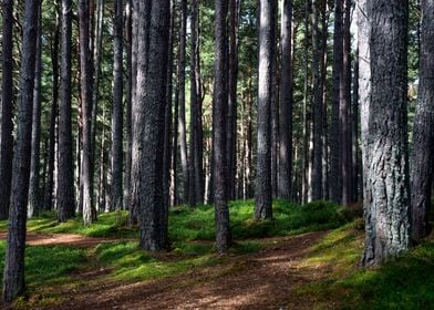 Forest in Scotland