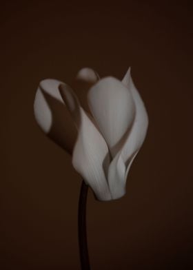 Cyclamen flowers close up