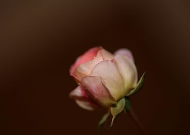 Pink rose flower blossom