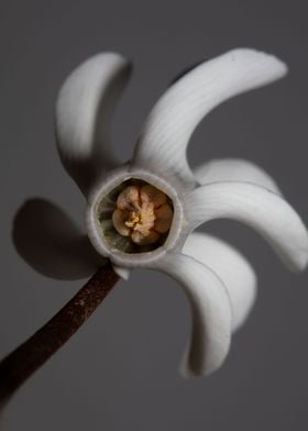 Cyclamen flowers close up