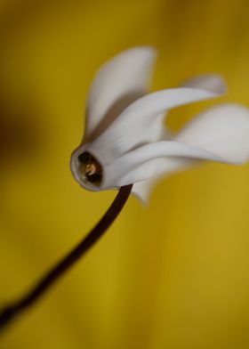 Cyclamen blossom close up