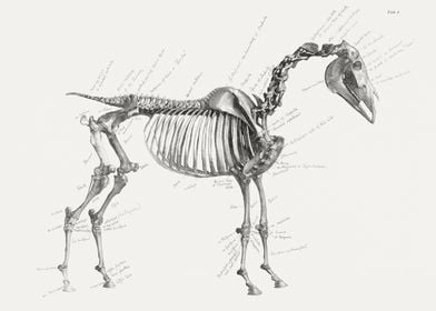 The anatomy of the horse