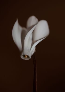 Cyclamen flower blossoming