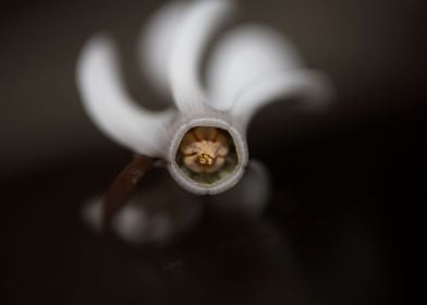 Cyclamen flowers close up