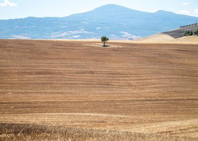 Tree in Val D Orcia