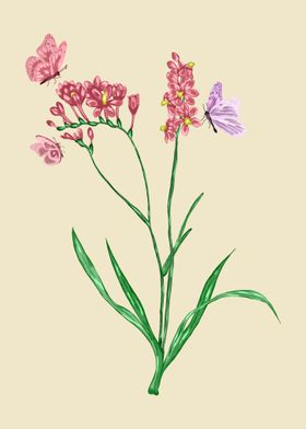 Freesia Botanical Art