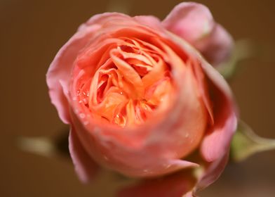 Rose flower blossom macro