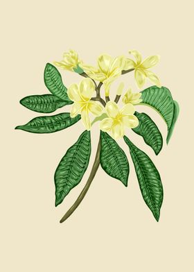 Frangipani Botanical Art