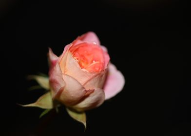 Pink rose flower blossom