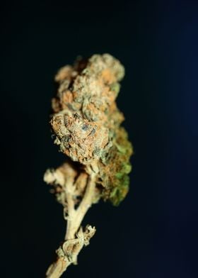 Cannabis sativa mega bud