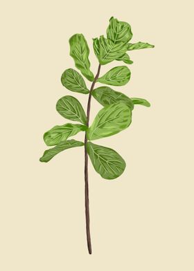 Fiddle Fig Botanical Art