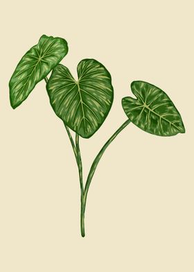 Colocasia Botanical Art