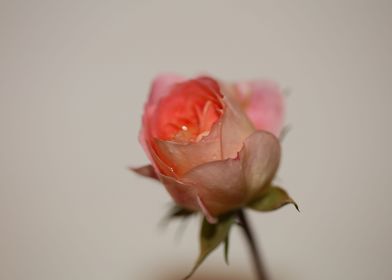 Rose flower blossom macro