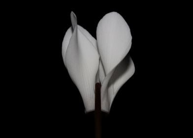 White cyclamen flowering