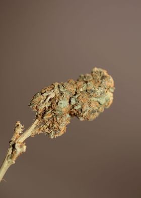 Cannabis sativa mega bud