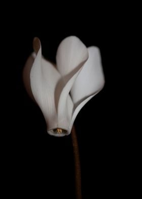 White cyclamen flowering