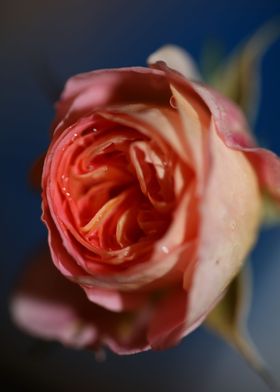 Rose flower blossom macro