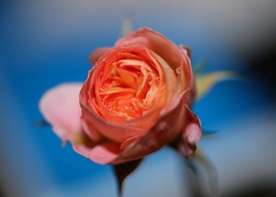 Rose flower blossom macro