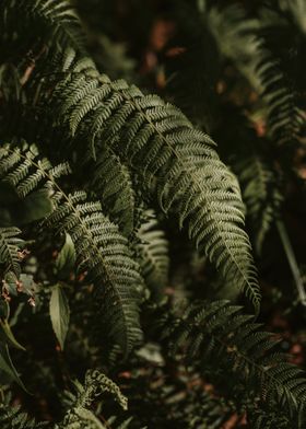 dark brown fern