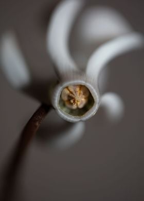 Cyclamen blossom close up