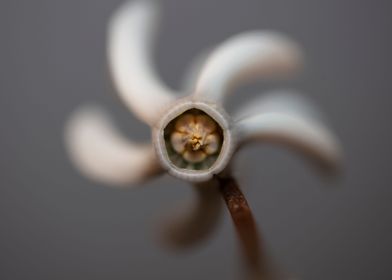 Cyclamen blossom close up