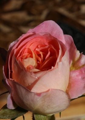 Rose flower blossom macro