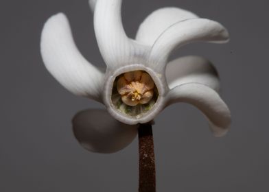 Cyclamen flowers close up