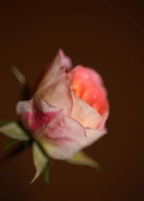 Pink rose flower blossom