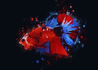 Red Koi Betta Fish