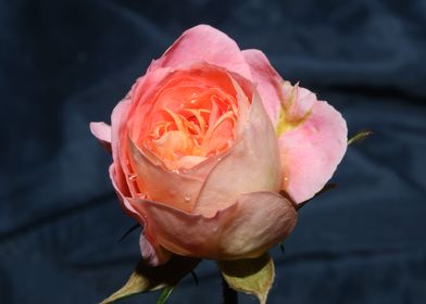 Rose flower blossom macro