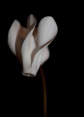 Cyclamen flowers close up