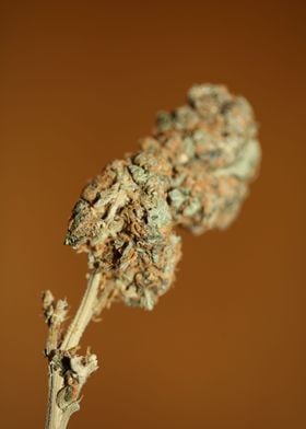 Cannabis sativa close up