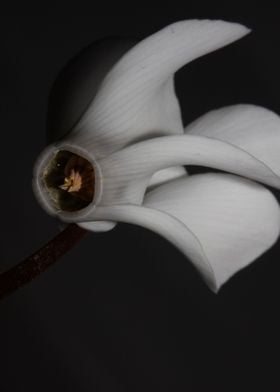 Cyclamen flowers close up